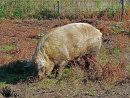 Wildpark Schorfheide
