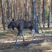 Elchbulle
