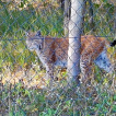 Luchs
