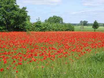 Feld zur Zeit der Klatschmohnblüte bei Kuhbier, westlich von Pritzwalk in der Prignitz