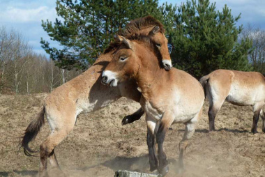 Przewalski-Pferde