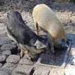 Alles weggeputzt bei den Wildschweinen